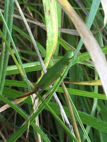 Long-winged Conehead, Waterland 141, Groningen, Groningen, NL, photo 10 of 10