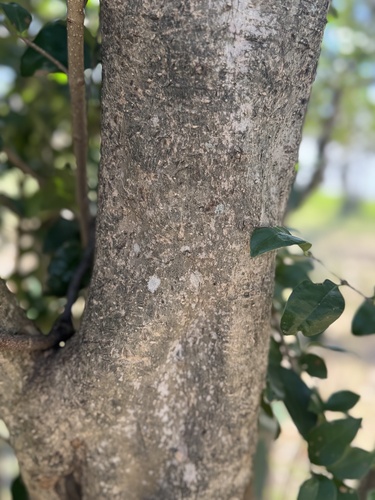 Foto de Ligustro
