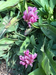 Trifolium parryi