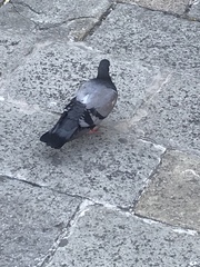 Columba livia domestica