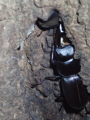 Dorcus rectus rectus