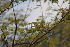 Parapiptadenia excelsa, photograph Andrea Gantzer, CC BY, iNaturalist via GBIF