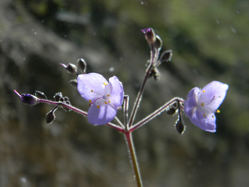 Gibasoides