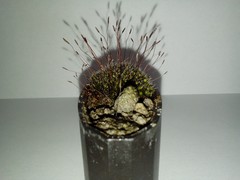 Tortula muralis