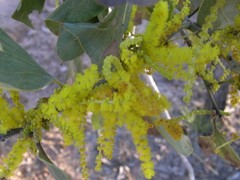 Acacia dimidiata