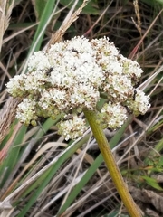 Angelica hendersonii