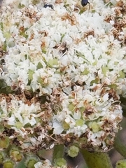Angelica hendersonii