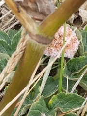 Angelica hendersonii
