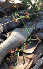 Drosera pallida