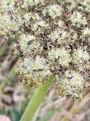 Angelica hendersonii