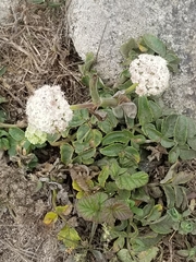 Angelica hendersonii