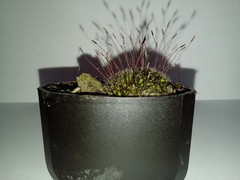 Tortula muralis