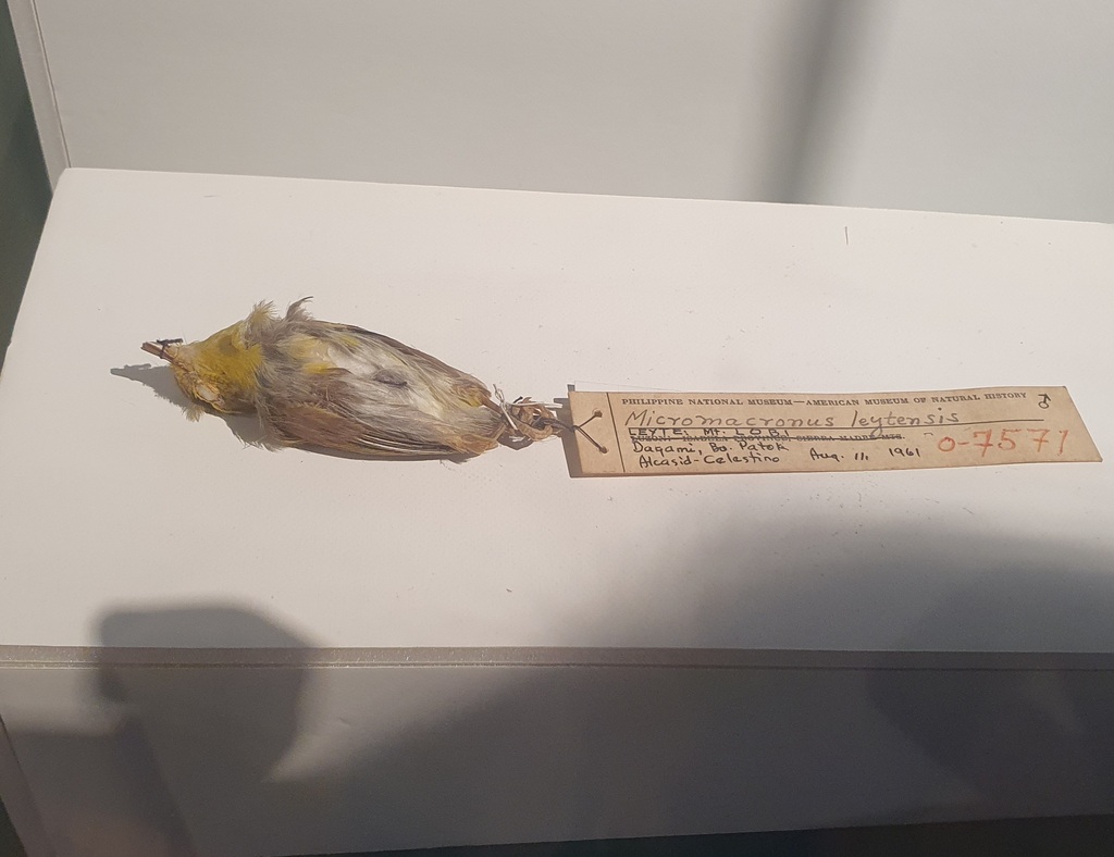 Leyte Plumed-Warbler photo