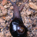 Australian Carnivorous Snails - Photo (c) Boobook48, some rights reserved (CC BY-NC-SA)