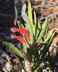 Adenanthos barbiger