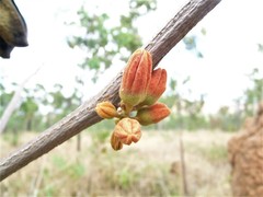 Brachychiton paradoxus