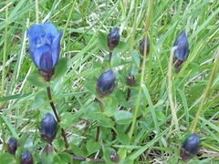 Gentiana calycosa