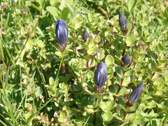 Gentiana calycosa