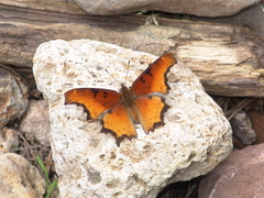 Polygonia haroldii