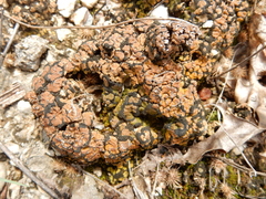 Clavascidium lacinulatum