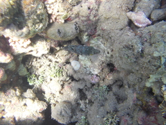 Canthigaster compressa