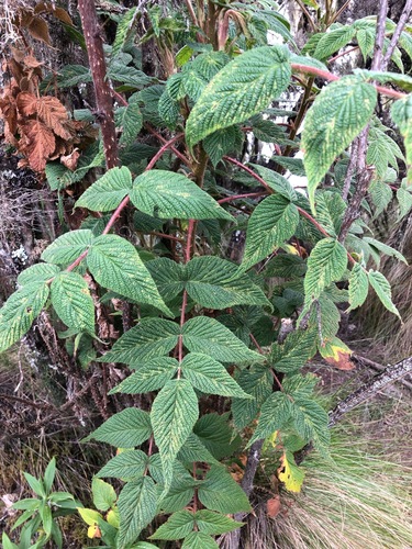 Rubus volkensii image