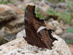 Polygonia haroldii