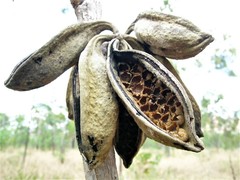 Brachychiton paradoxus