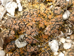 Clavascidium lacinulatum