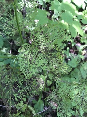 Viburnum trilobum image