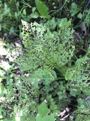 Viburnum trilobum image