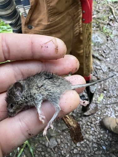 Rattus exulans observed 2025-03-20