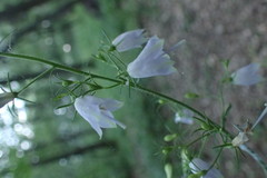 Adenophora triphylla