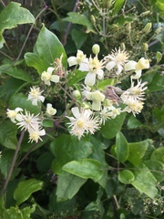 Plamienok plotný (Clematis vitalba): pôvod a využitie — fotografia 2