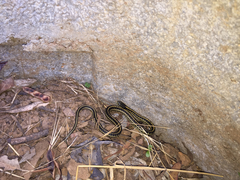 Thamnophis atratus