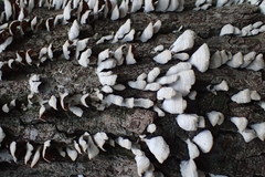 Fungi
