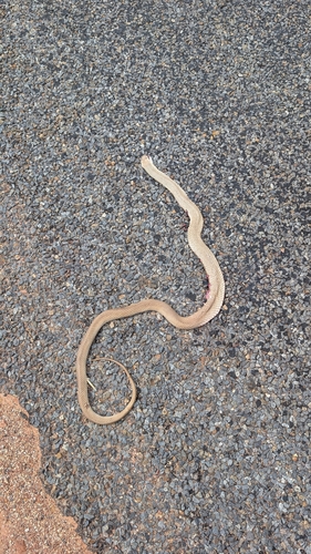 Eastern Brown Snake sighting