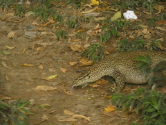 Varanus bengalensis