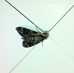 Agrius convolvuli