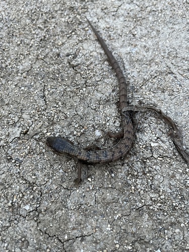 iNaturalist observation photo of Southern Alligator Lizard