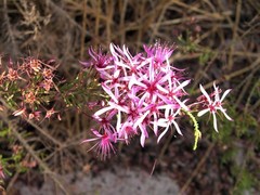 Calytrix exstipulata