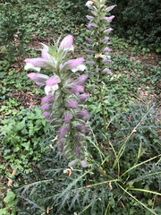 Acanthus spinosus