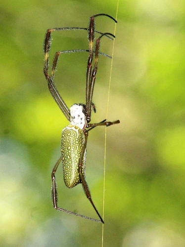 Golden Silk Spider