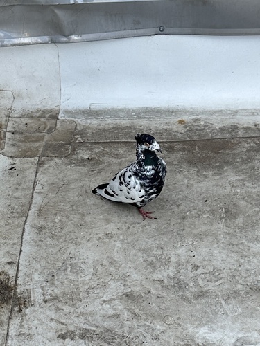 Feral Pigeon photographed in Kentucky