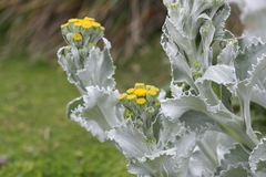 Senecio candidans