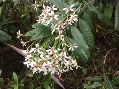 Olearia oppositifolia