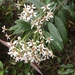 Olearia oppositifolia - Photo (c) Ethan Beaver, some rights reserved (CC BY-NC), uploaded by Ethan Beaver