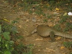 Varanus bengalensis