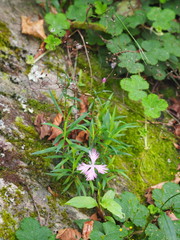 Dianthus longicalyx