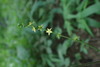 Agrimonia nipponica - Photo (c) terumatsu, some rights reserved (CC BY-NC), uploaded by terumatsu
